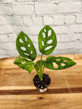 SWISS CHEESE (MONSTERA ADANSONII) Plant Orchids