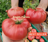 50+ Seeds Kanora Tomato Easy Vegetable Garden Planting Edible Garden Plants