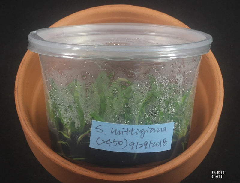 Clear plastic orchid flask with green seedlings and handwritten plant label