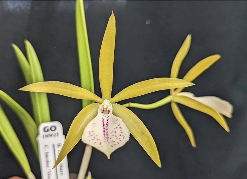 Yellow orchid flower with white center and purple speckles on green stems