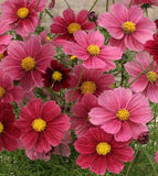 200+ Antiquity Cosmos Seeds for Garden Planting - USA - FREE SHIPPING! Garden Plants