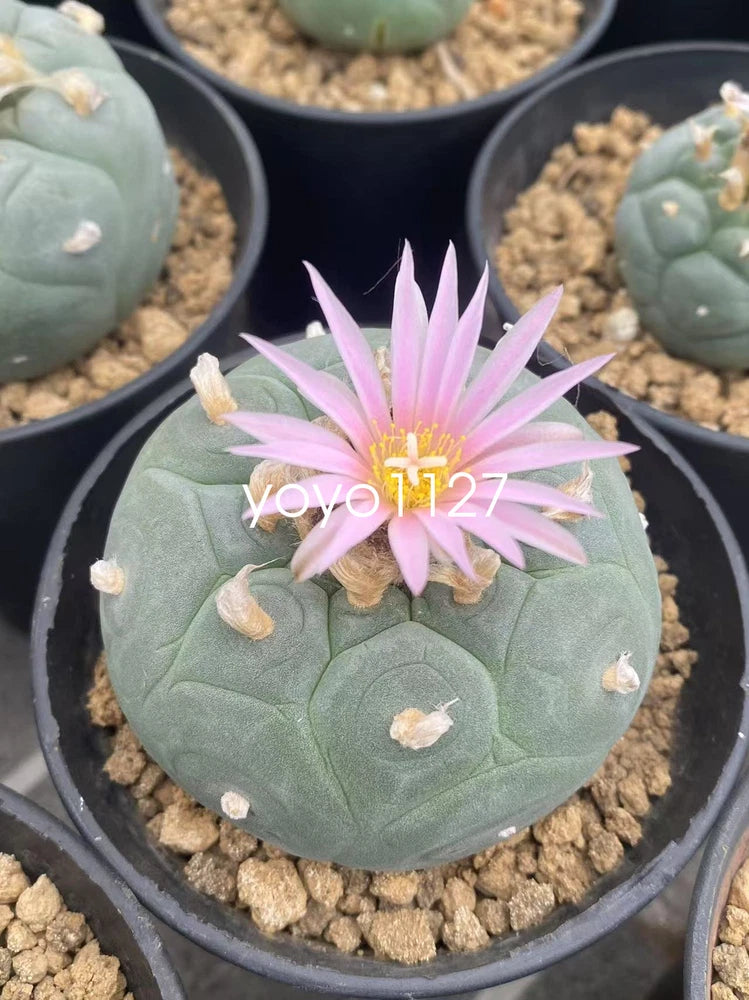 5/10pcs LF Succulent cactus home potted Garden beautiful Plants seedgrowth 3CM Garden Plants