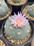 5/10pcs LF Succulent cactus home potted Garden beautiful Plants seedgrowth 3CM Garden Plants