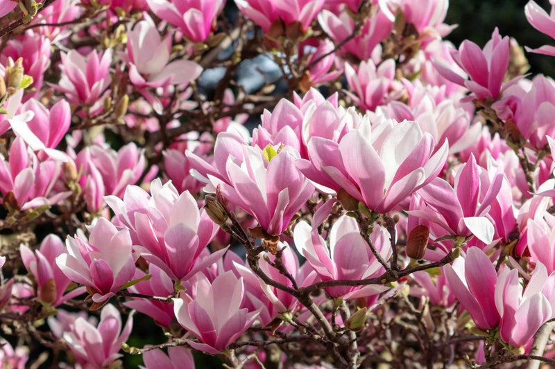 5 LILY MAGNOLIA Flower TREE Pink & Purple Fragrant Tulip Magnol Liliiflora Seeds Lily