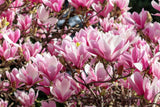 5 LILY MAGNOLIA Flower TREE Pink & Purple Fragrant Tulip Magnol Liliiflora Seeds Lily