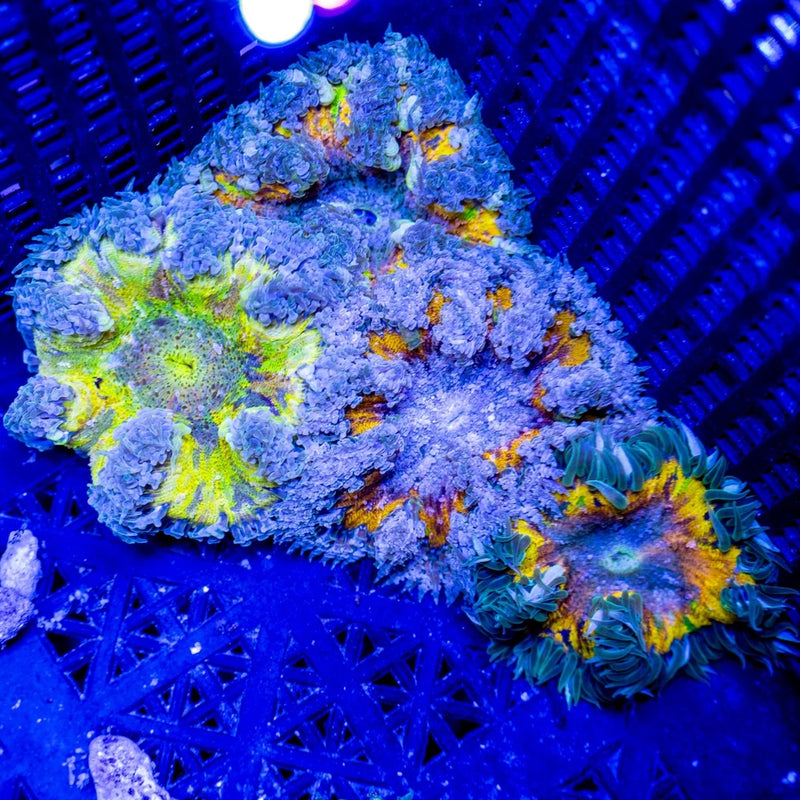 Ultra Splatter Warpaint Rock Flower Anemones Anemone