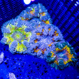 Ultra Splatter Warpaint Rock Flower Anemones Anemone