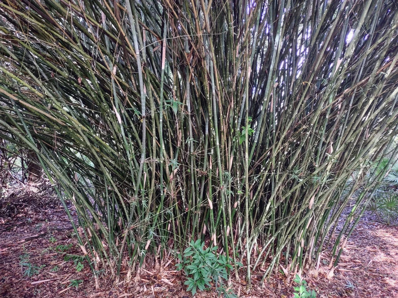 WeaverÕs Bamboo (Bambusa textilis ÔGracilis') Clumping - One Rooted Cutting Green Plant