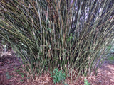 WeaverÕs Bamboo (Bambusa textilis ÔGracilis') Clumping - One Rooted Cutting Green Plant