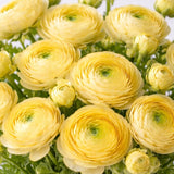 Ranunculus Yellow Shades Bulbs Ð 50 Jumbo Flower Bulbs, Spring Blooms Ð From HPN Ranunculus