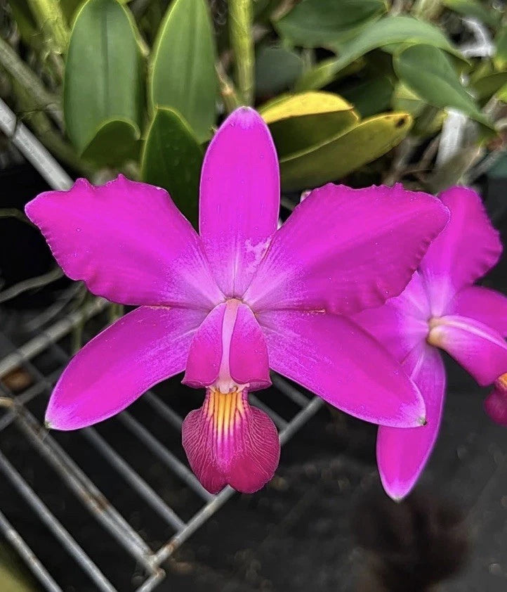 Cattleya Violacea ÔDark StarÕ AM/AOS x ÔRedondinhaÕ AM/AOS 2Ó Seedling Orchids