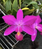 Cattleya Violacea ÔDark StarÕ AM/AOS x ÔRedondinhaÕ AM/AOS 2Ó Seedling Orchids