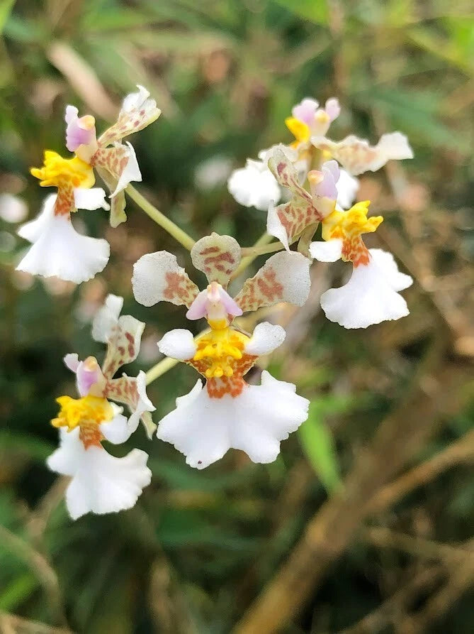 Orchid Plants Tolumnia (Oncidium) Variegatum mini species Orchids