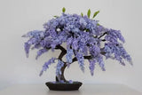 Jacaranda Mimosifolia (Blue Flamboyant) Bonsai Tree Seeds | 10 Seeds | Rare Flow Orchids
