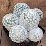 D4075 MAMMILLARIA PLUMOSA pot14-H15-W21 cm MaMa Cactus Green Plant