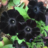 100 Seeds Rare Super Black Cat Petunia Home Garden Black Velvet Phantom Flowers Flowering Plants