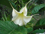 BRUGMANSIA ARBOREA white flowers Angel's Trumpet tree fragrant seed --10 seeds Orchids