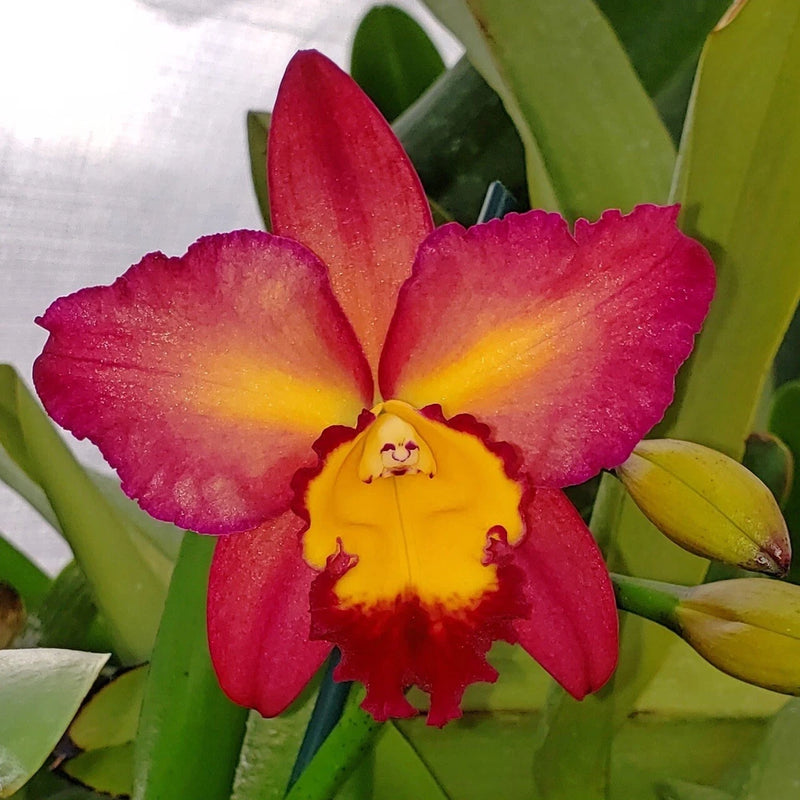 Live orchid flower with red-pink petals and yellow center, on green leaves
