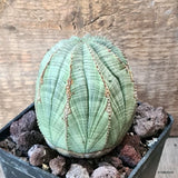 D6218 EUPHORBIA OBESA ARROW pot10-H9,5-W7,5 cm MaMa Cactus Green Plant