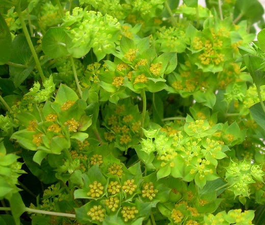 HARE'S EAR Bupleurum Rotundifolium Griffithii - 500 Bulk Seeds Garden Plants