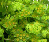 HARE'S EAR Bupleurum Rotundifolium Griffithii - 500 Bulk Seeds Garden Plants