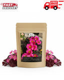 12 Purple Shamrock Bulbs Oxalis Triangularis for Planting, Flower Bulbs Indoo... Flowering Plants