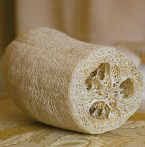 Luffa Gourd Sponge 25 Fresh Seeds Garden Planting Non-GMO Garden Plants