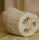 Luffa Gourd Sponge 25 Fresh Seeds Garden Planting Non-GMO Garden Plants