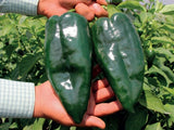 100 Heirloom Ancho Poblano Grande Pepper Seeds Giant Poblano Variety Mild 2k SHU Flowering Plants