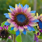 50pcs/pack Twin-Blossom Blue Over Pink Sunflower Seeds Gardening Potted Plants Sunflower