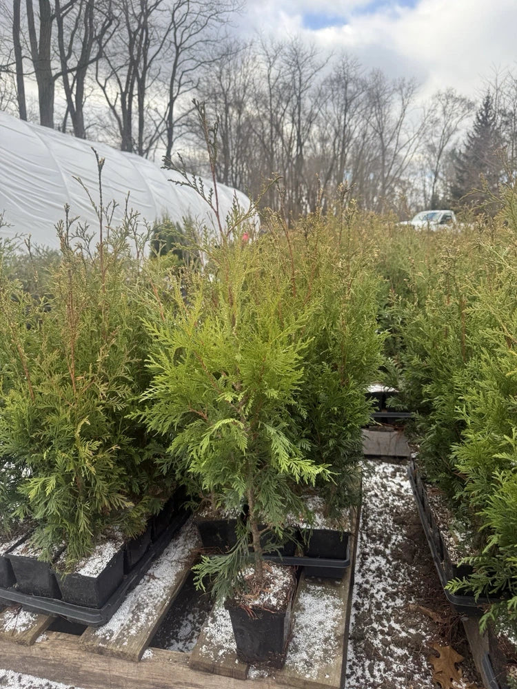 Arborvitae Green Giant Thuja - Deer Resistant, Fast Growing, Privacy Fence Flowering Plants