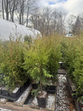 Arborvitae Green Giant Thuja - Deer Resistant, Fast Growing, Privacy Fence Flowering Plants