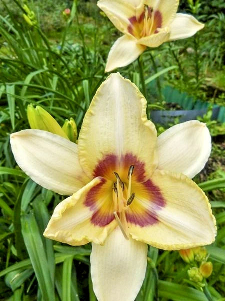 5 GAY CRAVET DAYLILY SEEDS -  Hemerocallis 'Gay Cravat' Garden Plants