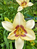 5 GAY CRAVET DAYLILY SEEDS -  Hemerocallis 'Gay Cravat' Garden Plants