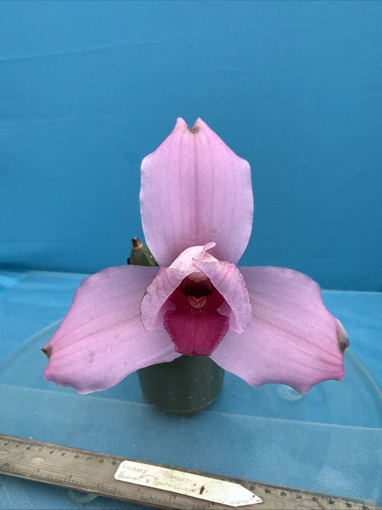 Pink orchid flower with dark center in small pot