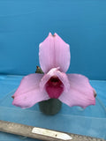 Lycaste Rosada (skinneri X Chita Sunset) Pink Red Flower Orchid Hybrid 4Ó Pot Orchids