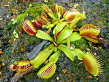 20 VENUS FLYTRAP SEEDS - Dionaea muscipula Flowering Plants