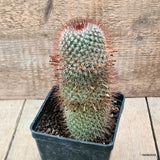 D6448 MAMMILLARIA SPINOSISSIMA pot10-H15-W7 cm MaMa Cactus Green Plant