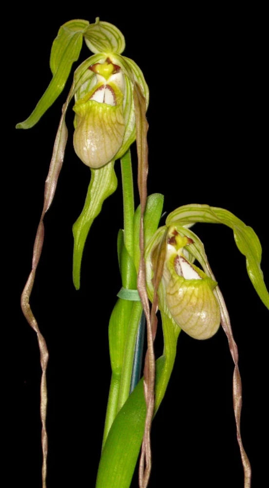 Slipper orchid plant with pale yellow pouch blooms and green stems