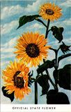 Kansas KS Official State Flower Sunflower State Vintage Postcard Sunflower