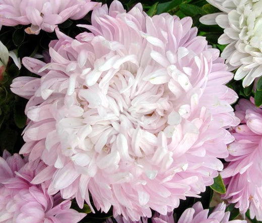 ASTER PAEONY DUCHESS CORAL ROSE Callistephus Chinensis - 100 Bulk Seeds Garden Plants