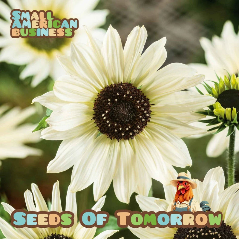 100 Italian White Sunflower Helianthus Seeds-with Bonus! |Non-GMO Heirloom Sunflower