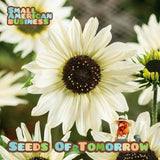 100 Italian White Sunflower Helianthus Seeds-with Bonus! |Non-GMO Heirloom Sunflower