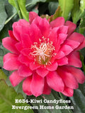 Pink orchid cactus bloom with layered petals on rooted plant in 4 in starter pot