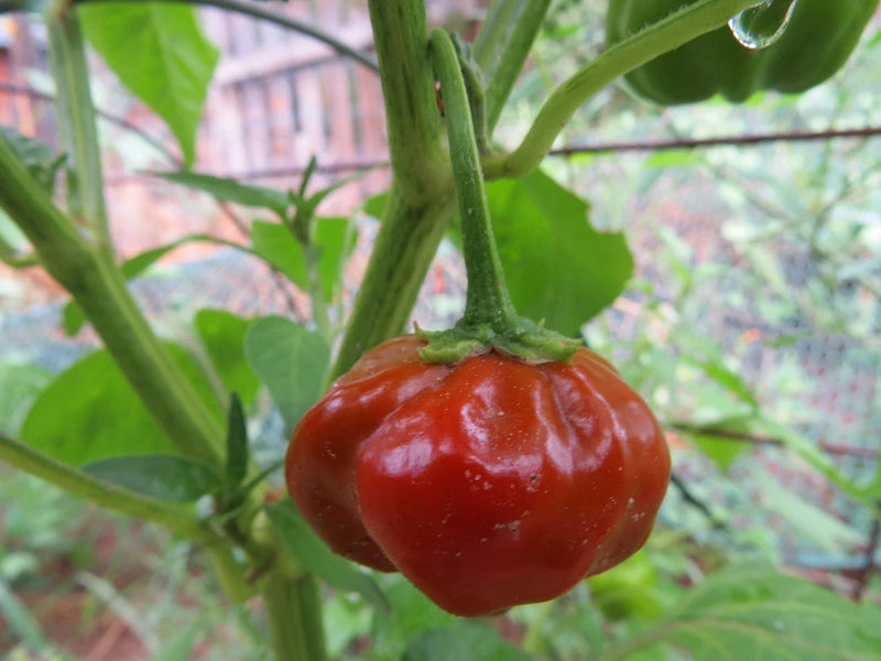 Red pepper pod on green stem with surrounding green leaves