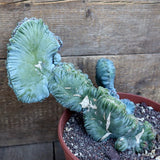 D2425 MYRTILLOCACTUS GEOMETRIZANS CRESTED STRICTUS pot22-H23-W28 cm MaMa Cactus Green Plant