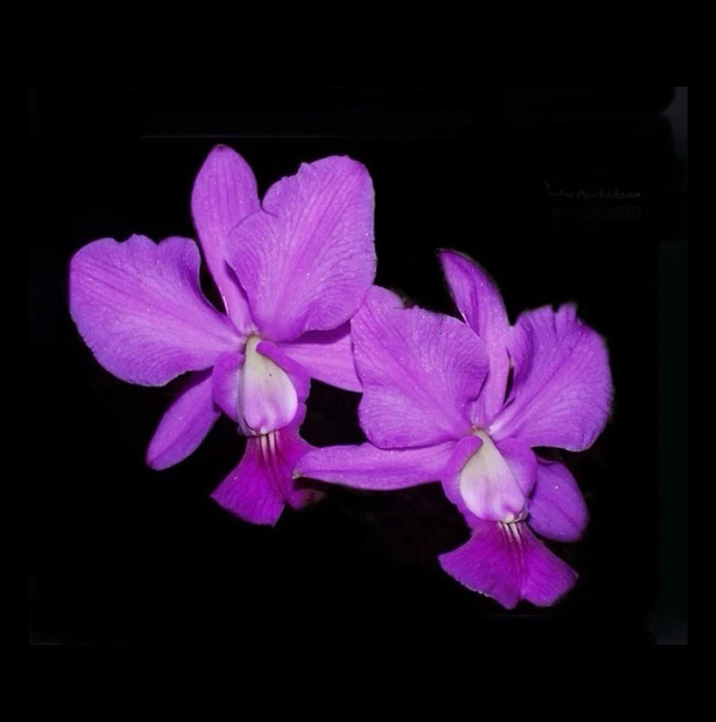 Purple orchid flowers in bloom with ruffled petals and yellow centers