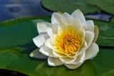 10 WHITE WATER LILY Pad Nymphaea Ampla Asian Lotus Flower Pond Seeds *Comb S/H Lily