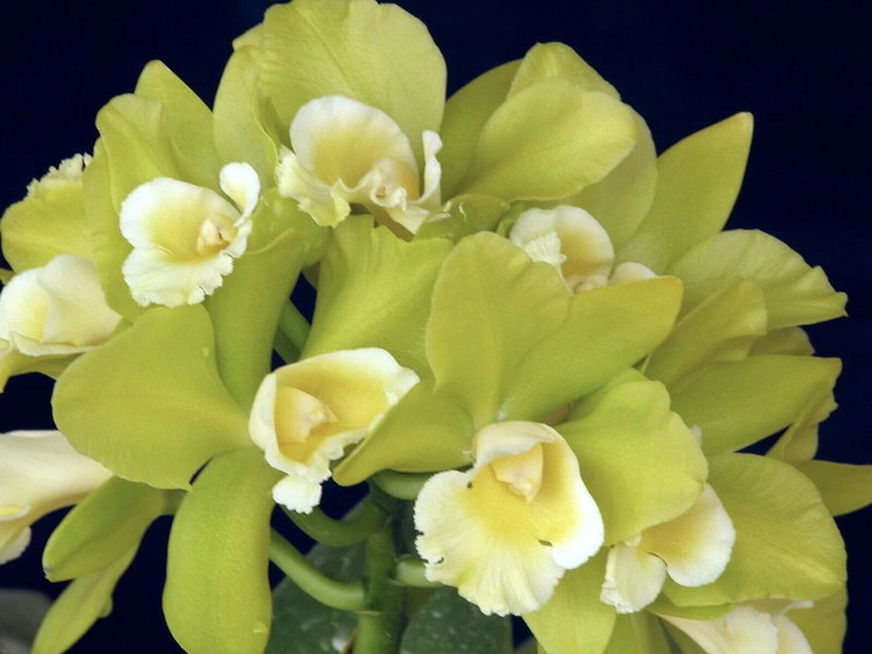 (179-1)  Hawaiian Passion Carmela     young plant Orchids