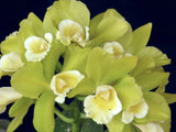 (179-1)  Hawaiian Passion Carmela     young plant Orchids
